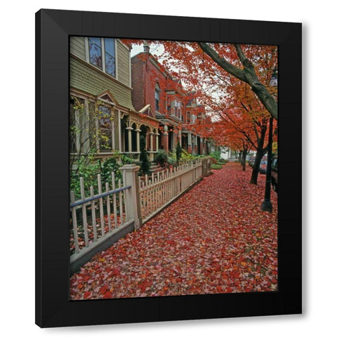 OR, Portland Autumn leaves litter sidewalk Black Modern Wood Framed Art Print by Terrill, Steve