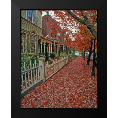 OR, Portland Autumn leaves litter sidewalk Black Modern Wood Framed Art Print by Terrill, Steve