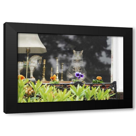 Oregon, Portland Cat looking out window of home Black Modern Wood Framed Art Print by Terrill, Steve