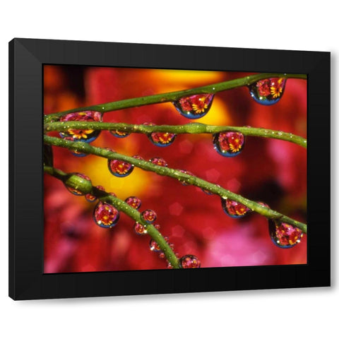OR, Portland Garden flowers reflect in dewdrops Black Modern Wood Framed Art Print with Double Matting by Terrill, Steve