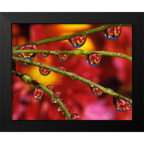 OR, Portland Garden flowers reflect in dewdrops Black Modern Wood Framed Art Print by Terrill, Steve