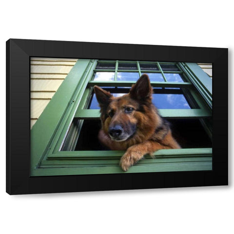 OR, Portland Griff the long-hair German shepherd Black Modern Wood Framed Art Print with Double Matting by Terrill, Steve