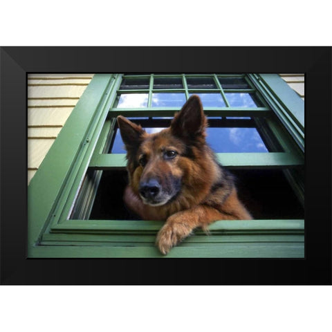 OR, Portland Griff the long-hair German shepherd Black Modern Wood Framed Art Print by Terrill, Steve