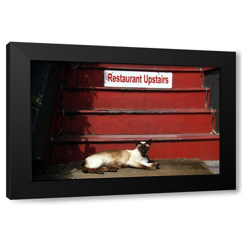 OR, Portland Siamese cat sunning itself Black Modern Wood Framed Art Print by Terrill, Steve