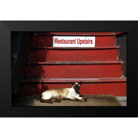 OR, Portland Siamese cat sunning itself Black Modern Wood Framed Art Print by Terrill, Steve
