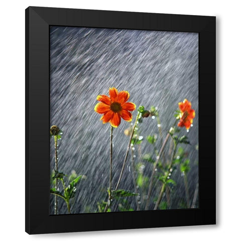 OR, Portland Sunlight on dahlia flower Black Modern Wood Framed Art Print by Terrill, Steve