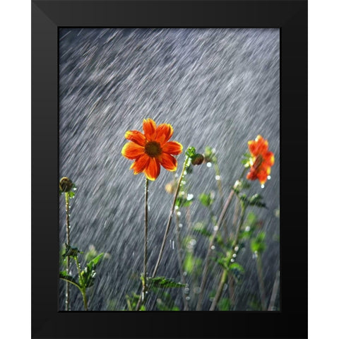 OR, Portland Sunlight on dahlia flower Black Modern Wood Framed Art Print by Terrill, Steve