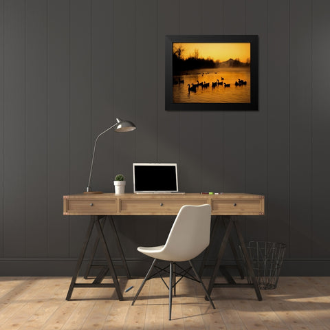 OR, Portland Waterfowl in Columbia Slough, Black Modern Wood Framed Art Print by Terrill, Steve
