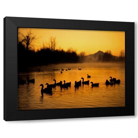 OR, Portland Waterfowl in Columbia Slough, Black Modern Wood Framed Art Print by Terrill, Steve