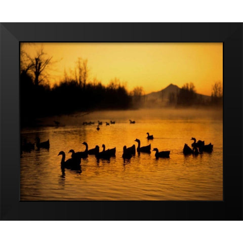 OR, Portland Waterfowl in Columbia Slough, Black Modern Wood Framed Art Print by Terrill, Steve
