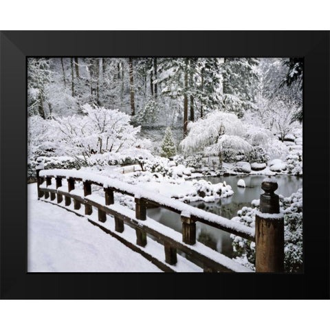 Oregon, Portland Winter snowfall in a Garden Black Modern Wood Framed Art Print by Terrill, Steve