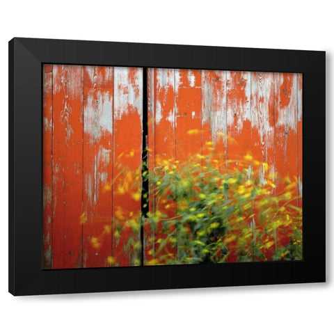 OR, Wallowa Co, Wind blowing wild mustard plant Black Modern Wood Framed Art Print with Double Matting by Terrill, Steve