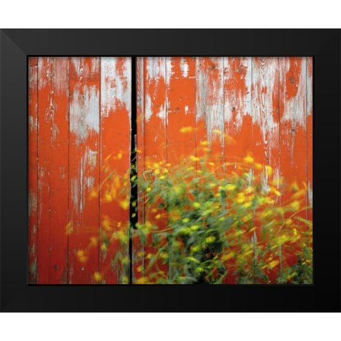 OR, Wallowa Co, Wind blowing wild mustard plant Black Modern Wood Framed Art Print by Terrill, Steve