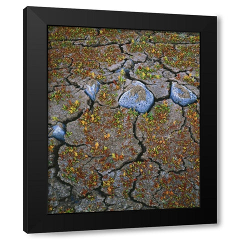 OR, Warner Valley Curly dock plants grow Black Modern Wood Framed Art Print with Double Matting by Terrill, Steve