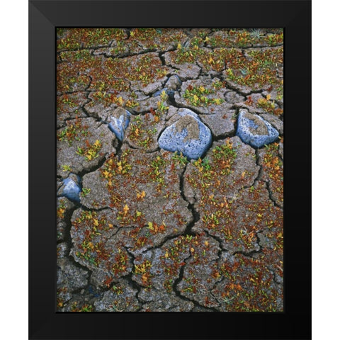 OR, Warner Valley Curly dock plants grow Black Modern Wood Framed Art Print by Terrill, Steve