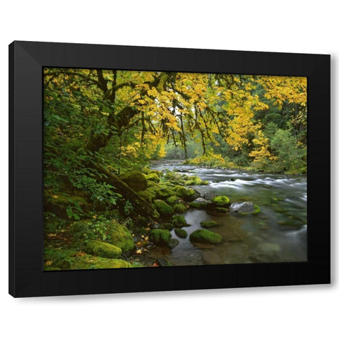 OR, Willamette Bigleaf maple by McKenzie River Black Modern Wood Framed Art Print by Terrill, Steve