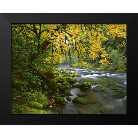 OR, Willamette Bigleaf maple by McKenzie River Black Modern Wood Framed Art Print by Terrill, Steve