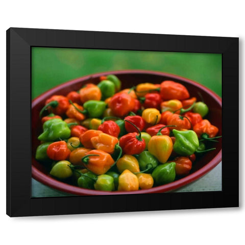 OR, Willamette Valley Fresh habanero peppers Black Modern Wood Framed Art Print with Double Matting by Terrill, Steve