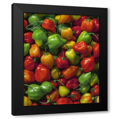 OR, Willamette Valley Fresh habanero peppers Black Modern Wood Framed Art Print with Double Matting by Terrill, Steve