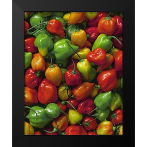 OR, Willamette Valley Fresh habanero peppers Black Modern Wood Framed Art Print by Terrill, Steve