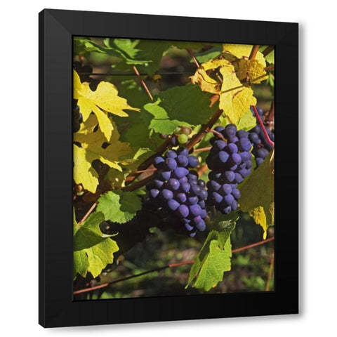 OR, Willamette Valley Pinot noir grapes Black Modern Wood Framed Art Print by Terrill, Steve