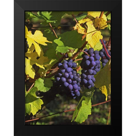 OR, Willamette Valley Pinot noir grapes Black Modern Wood Framed Art Print by Terrill, Steve