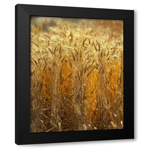 OR, Willamette Valley Ripe Wheat stalks Black Modern Wood Framed Art Print with Double Matting by Terrill, Steve