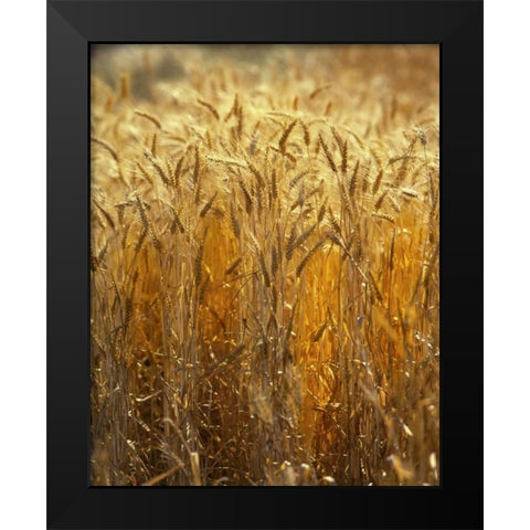 OR, Willamette Valley Ripe Wheat stalks Black Modern Wood Framed Art Print by Terrill, Steve