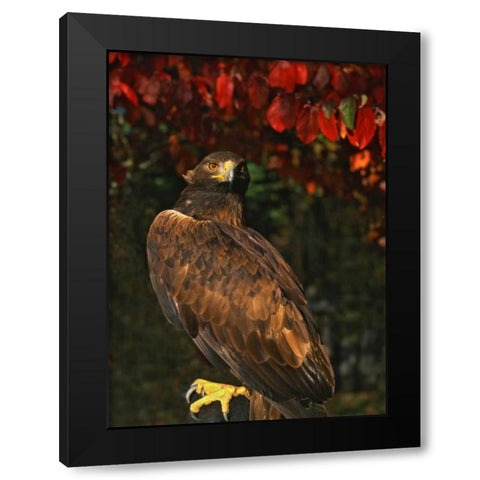 USA, Oregon Portrait of red-tailed hawk Black Modern Wood Framed Art Print by Terrill, Steve