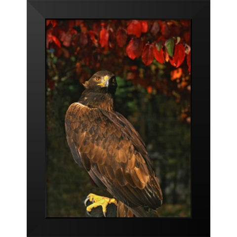 USA, Oregon Portrait of red-tailed hawk Black Modern Wood Framed Art Print by Terrill, Steve