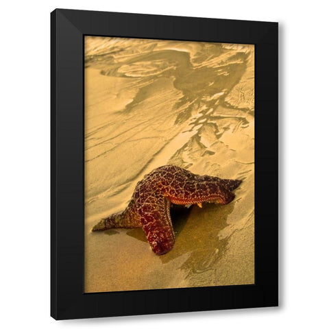 USA, Oregon Sea star moving on wet sand Black Modern Wood Framed Art Print by Rotenberg, Nancy