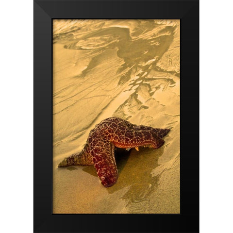 USA, Oregon Sea star moving on wet sand Black Modern Wood Framed Art Print by Rotenberg, Nancy