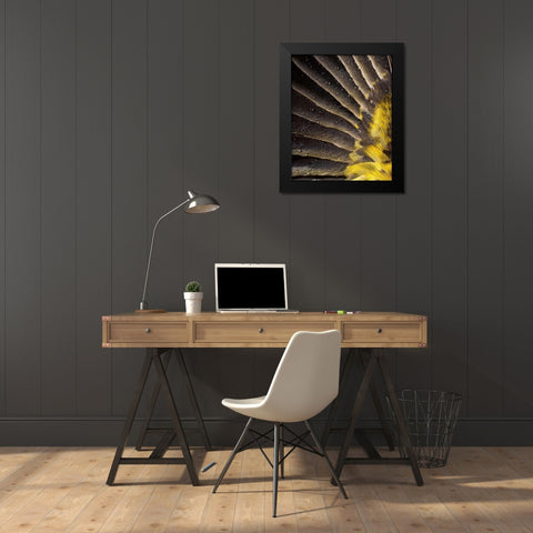 Oregon Water on underside of grosbeak feather Black Modern Wood Framed Art Print by Terrill, Steve
