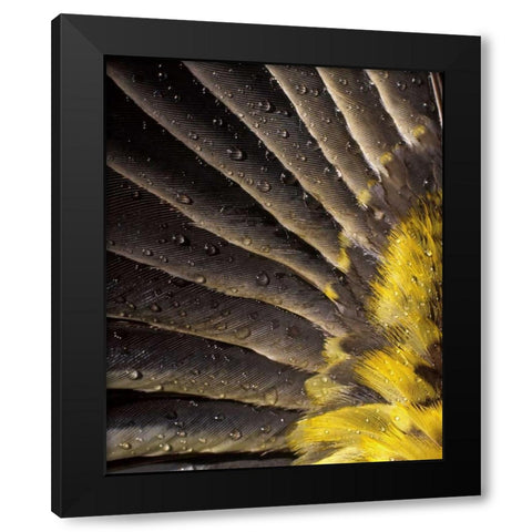 Oregon Water on underside of grosbeak feather Black Modern Wood Framed Art Print with Double Matting by Terrill, Steve