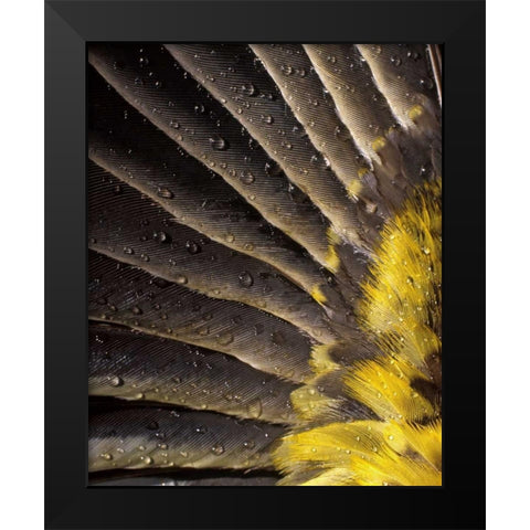 Oregon Water on underside of grosbeak feather Black Modern Wood Framed Art Print by Terrill, Steve