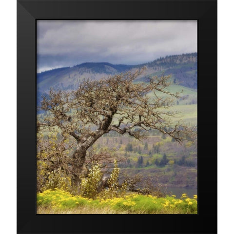 OR, Columbia Gorge, Tom McCall Preserve Oak tree Black Modern Wood Framed Art Print by Paulson, Don
