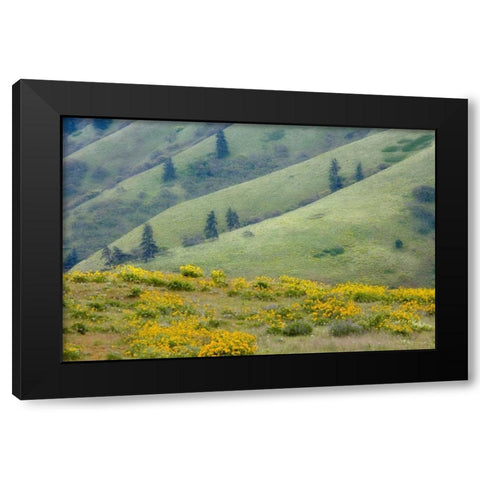 OR, Columbia Gorge Green hills with balsamroot Black Modern Wood Framed Art Print by Paulson, Don