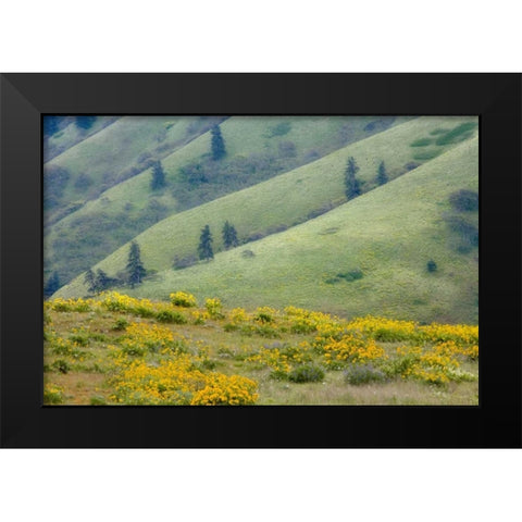 OR, Columbia Gorge Green hills with balsamroot Black Modern Wood Framed Art Print by Paulson, Don