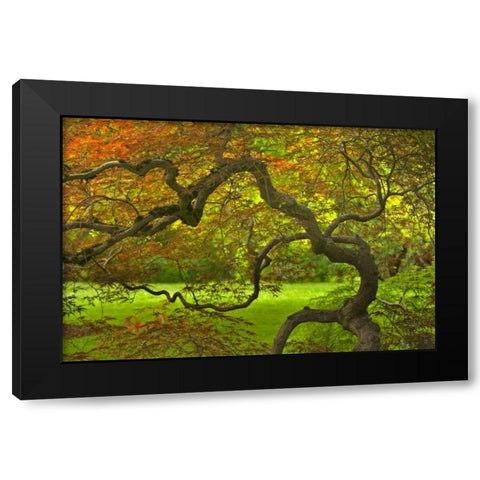 OR, Salem Dramatically contorted Japanese maple Black Modern Wood Framed Art Print by Paulson, Don