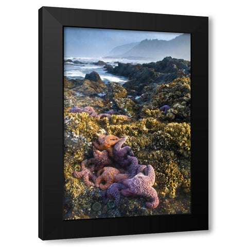 OR, Strawberry Hill Starfish at low tide  Black Modern Wood Framed Art Print by Rotenberg, Nancy