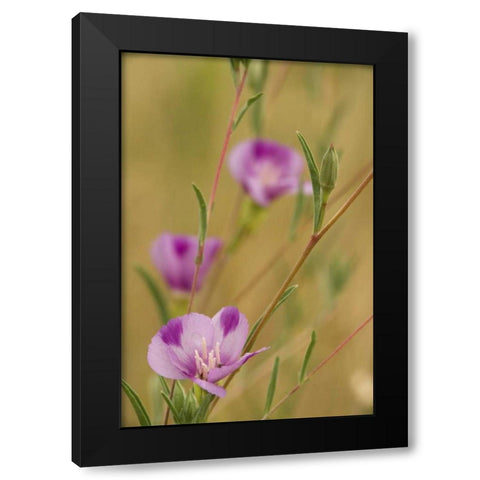 Oregon, Medford Farewell-to-spring wildflowers Black Modern Wood Framed Art Print by Paulson, Don