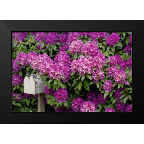 OR,Salem Rhododendrons surround mailbox Black Modern Wood Framed Art Print by Paulson, Don