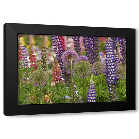 Oregon,Salem Flowers at Schreiners Iris Garden Black Modern Wood Framed Art Print by Paulson, Don
