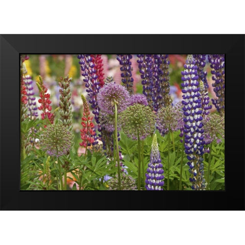 Oregon,Salem Flowers at Schreiners Iris Garden Black Modern Wood Framed Art Print by Paulson, Don