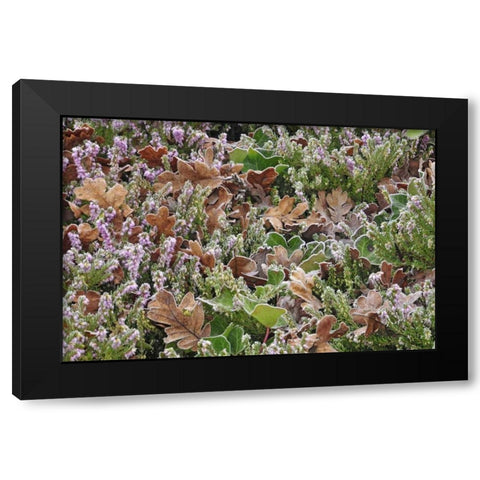 OR, Portland Frost on heather shrub in garden Black Modern Wood Framed Art Print by Terrill, Steve