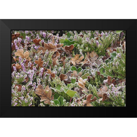 OR, Portland Frost on heather shrub in garden Black Modern Wood Framed Art Print by Terrill, Steve