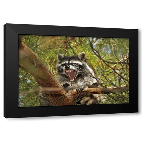 OR, Portland Raccoon yawns in a tree limb Black Modern Wood Framed Art Print with Double Matting by Terrill, Steve