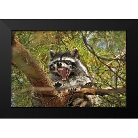 OR, Portland Raccoon yawns in a tree limb Black Modern Wood Framed Art Print by Terrill, Steve