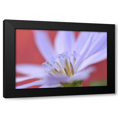 Oregon, Portland Close-up of wild chicory flower Black Modern Wood Framed Art Print by Terrill, Steve