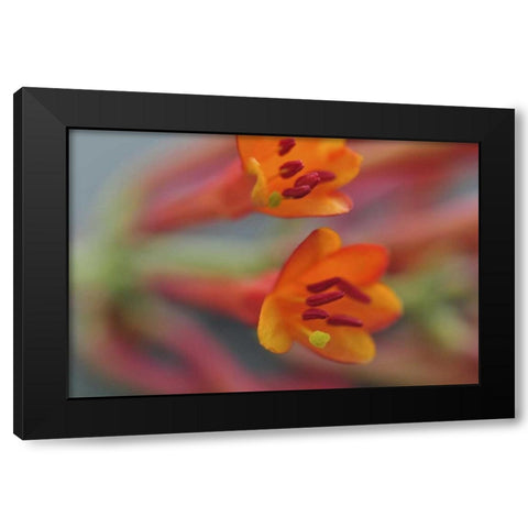 Oregon, Portland Coral honeysuckle flowers Black Modern Wood Framed Art Print by Terrill, Steve